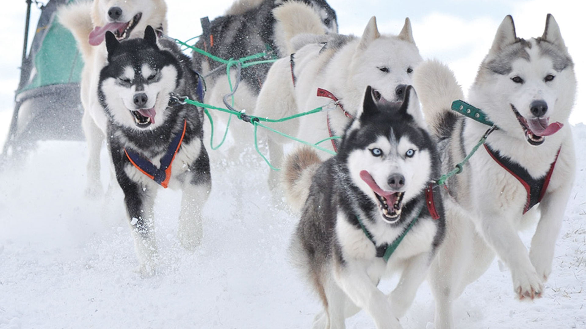 Working towards common goals, huskies pulling a sledge together
